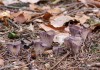 stročkovec kyjovitý (Houby), Gomphus clavatus (Fungi)
